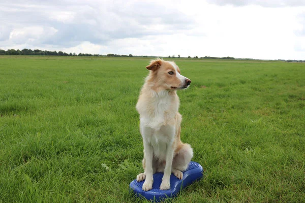 Hund Auf Balance Kissen